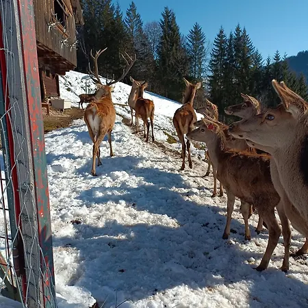 Pusteblume Апартаменты *